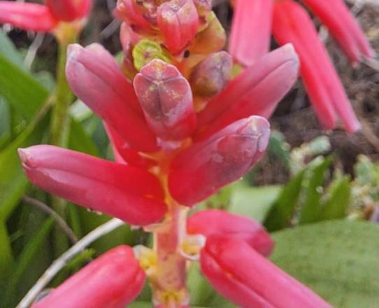 Lachenalia bulbifera bud tips